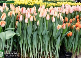 Tulipa Beautydream (1)